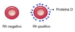 Rh Positivo e Negativo