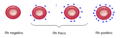 Rh Fraco